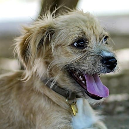 Joy, the rescue dog from a shelter who gave the house its name